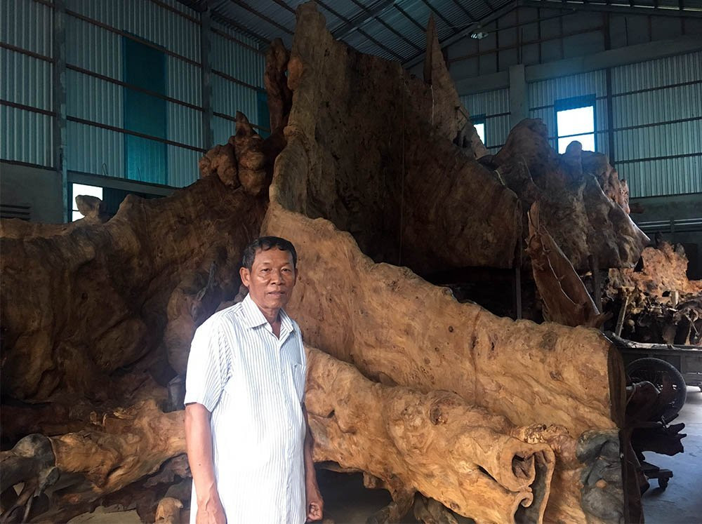 gốc cây quý,gốc cây tiền tỉ,Sóc Trăng