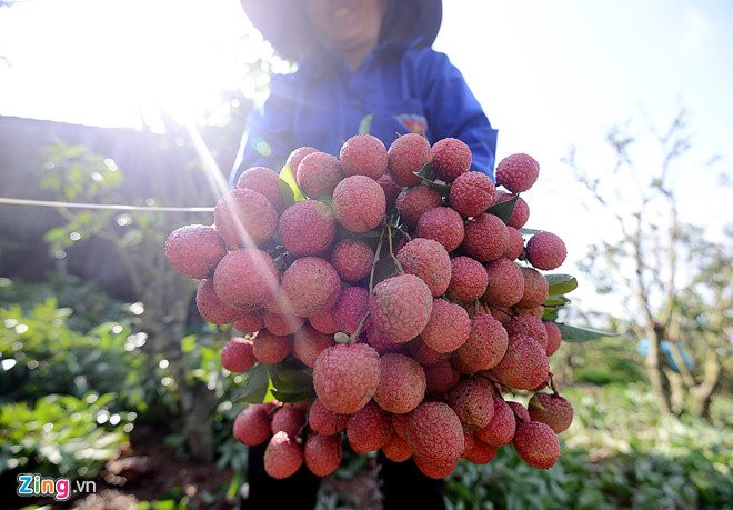 Bac Giang bac bo thong tin vai thieu 3.000 dong mot kg, phai do song hinh anh 2