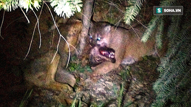 Nghe tiếng động, nhóm cắm trại chiếu đèn vào bụi cây, phát hiện cảnh tượng ám ảnh - Ảnh 1.