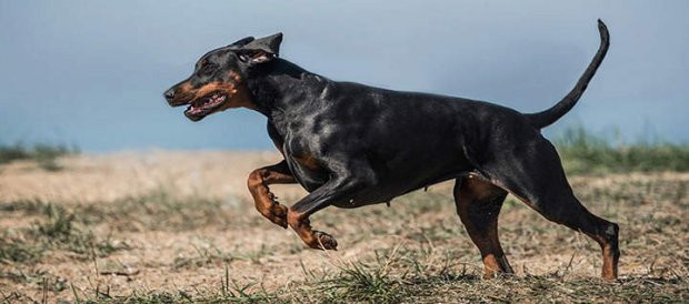 Ngao Tây Tạng nổi tiếng hung dữ nhưng vẫn lép vế trước những giống chó này - Ảnh 5.