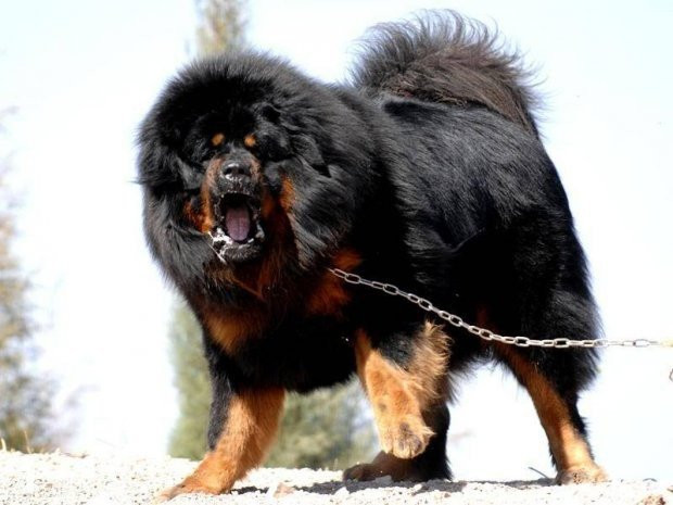 Ngao Tây Tạng nổi tiếng hung dữ nhưng vẫn lép vế trước những giống chó này - Ảnh 9.