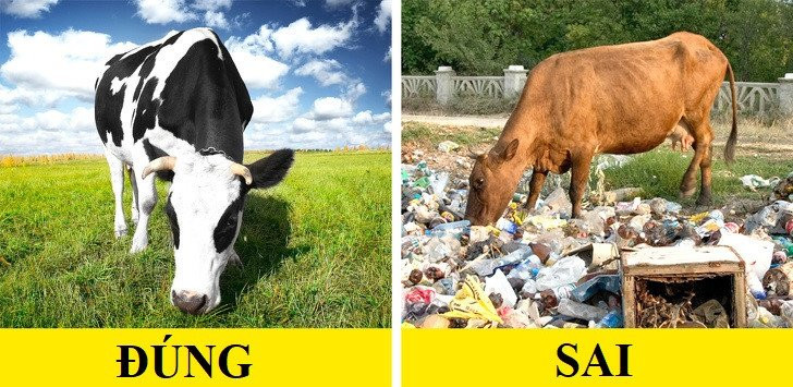 Cach chon thit tuoi ngon, an toan hinh anh 3