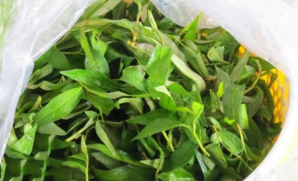 nhung-thu-ky-voi-thit-ga (2)