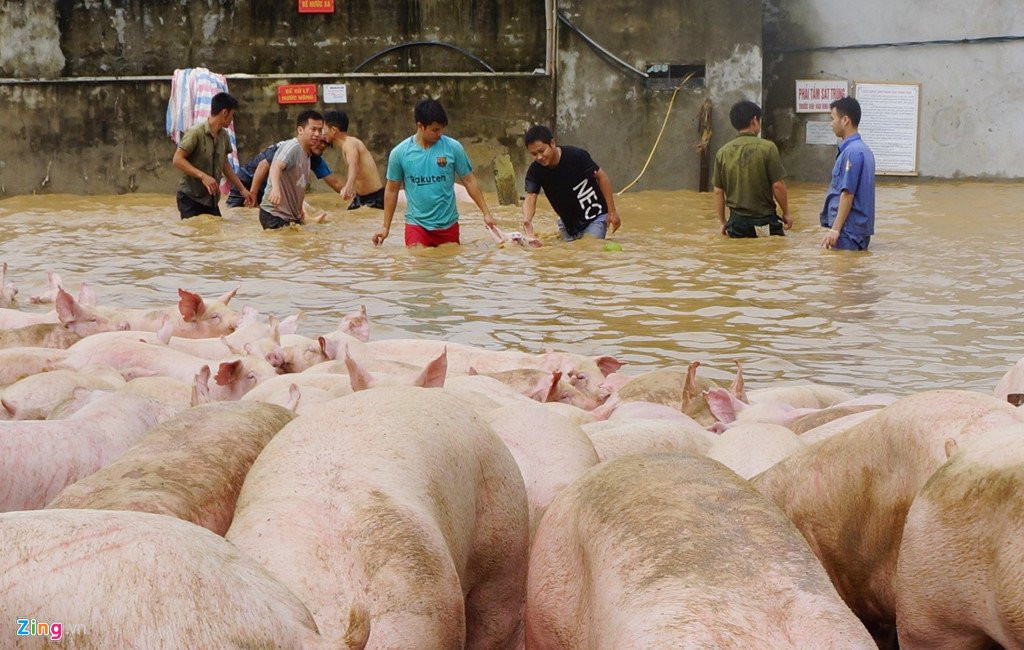 Hang tram nha ven song Ma bi nhan chim hinh anh 4