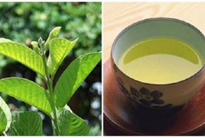 su_that_ve_than_duoc_tra_la_oi_chua_cuc_nhieu_benh_nyzk