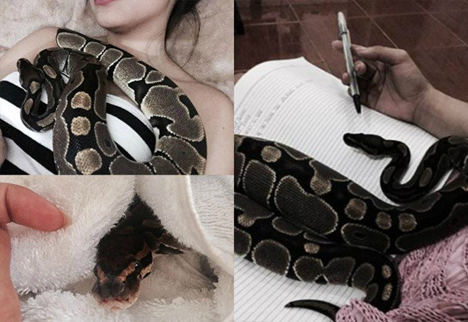 Co giao mam non xinh dep thich ngu chung voi ran hinh anh 3