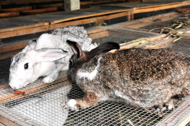 Anh Nghĩa đang làm giàu từ mô hình nuôi thỏ của mình