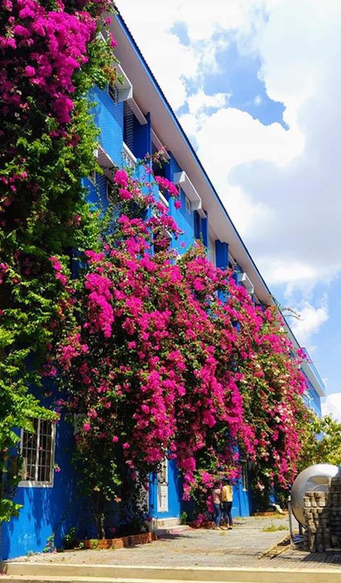 sinh-vien-dh-thu-dau-mot-khoe-bui-hoa-giay-dep-lung-linh-phu-4-tang-nha-truong-dan-mang-tram-tro-2_20190304091902 8