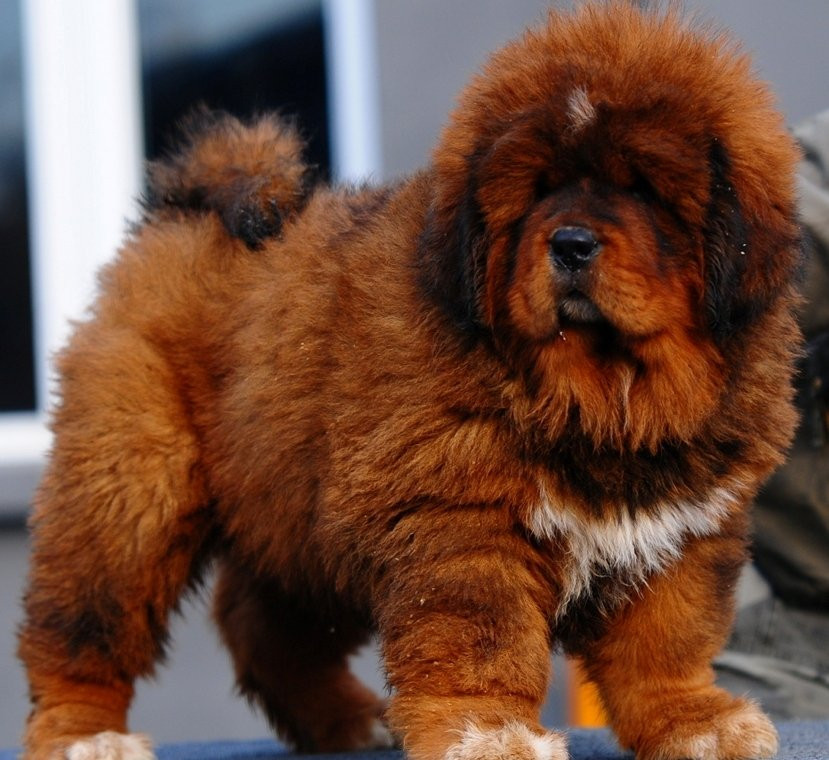 Red-Tibetan-Mastiff-Puppy