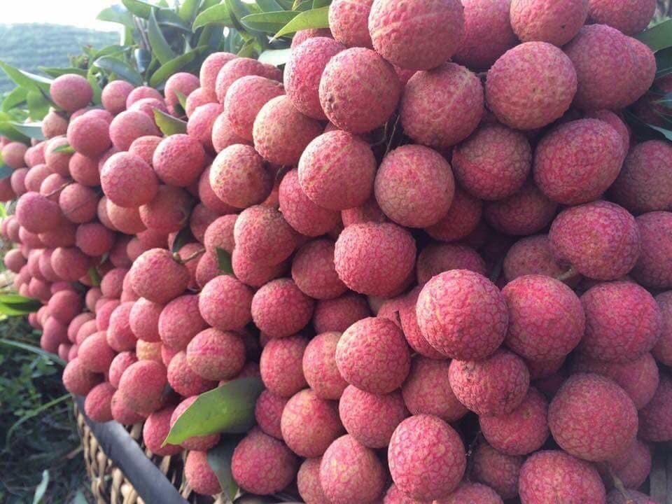 qua_xuat_khau3 3