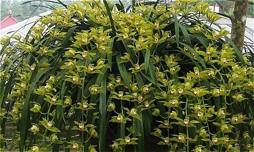 lan-tran-mong-1544067575-7205-1544082918 9