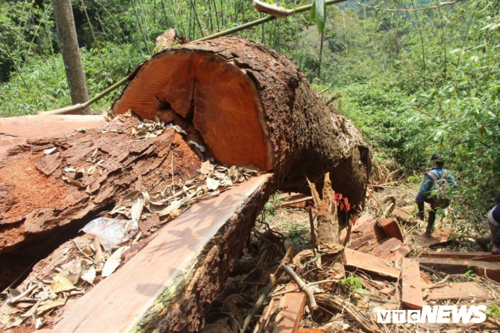 phat-lenh-truy-na-2-doi-tuong-chu-muu-triet-ha-rung-lim-xanh-o-quang-nam-bb-baaad1aHRR