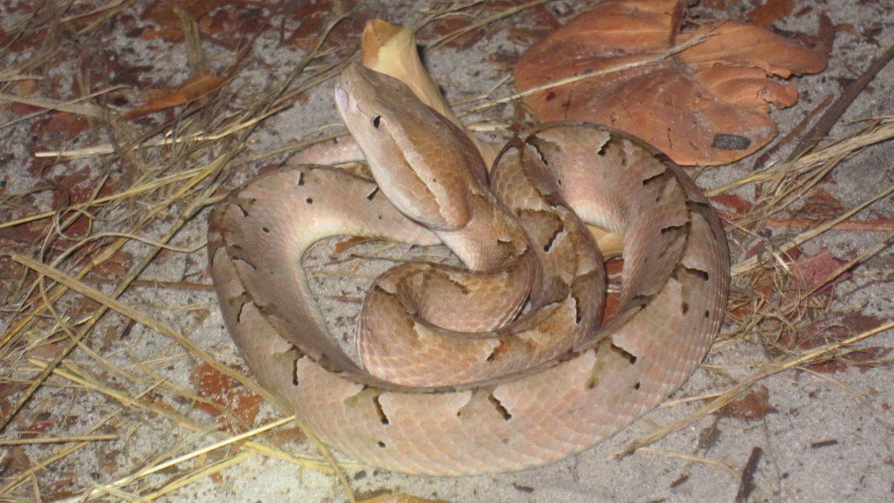 ranchamquap