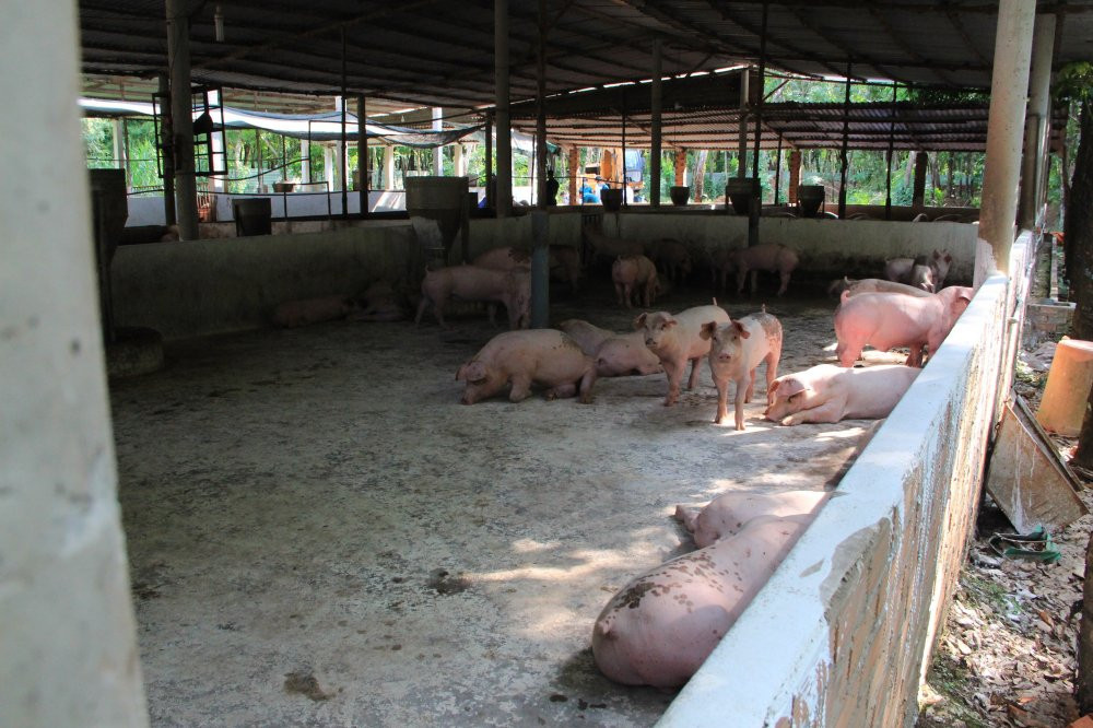 binh-duong-dich-ta-heo