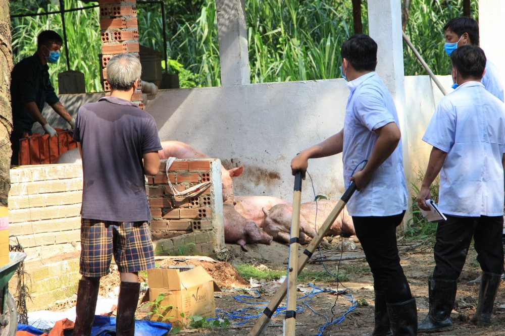 binh-duong-dich-ta-heo (2)