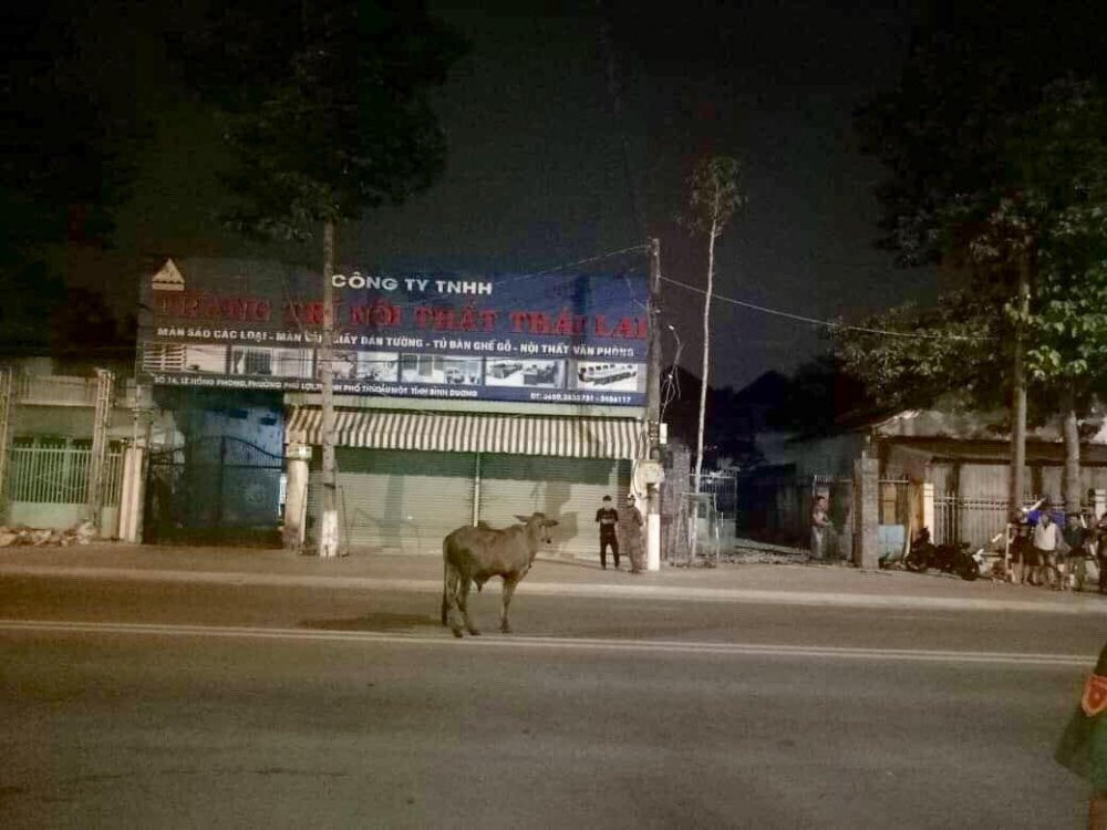 binh-duong-bo-dien-huc-nguoi (3)