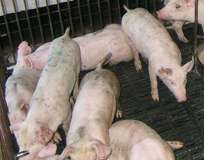 cach-chan-nuoi-heo-nhanh-lon