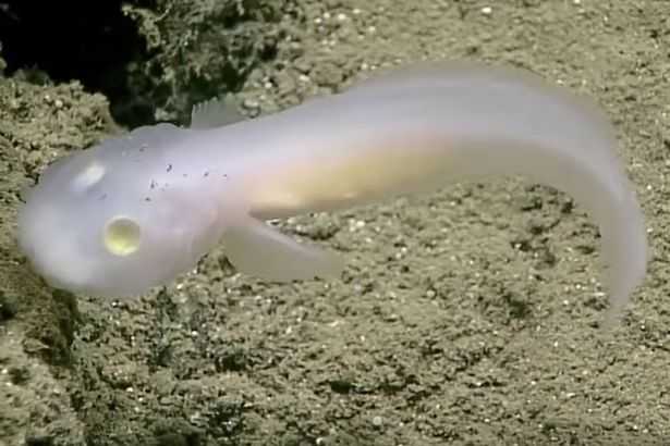 Ghost-fish1