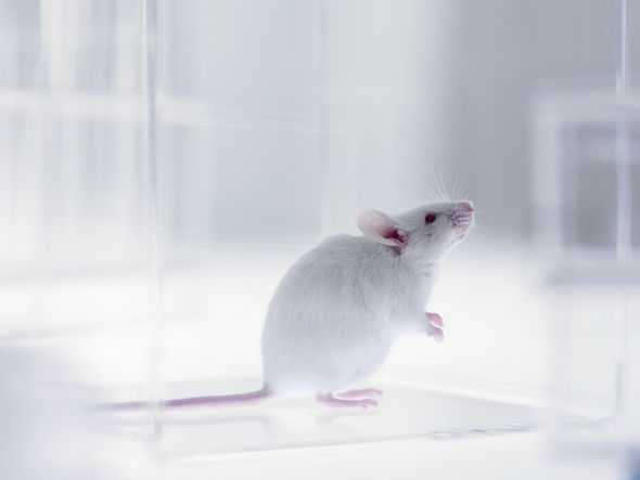 lab-mouse-785737