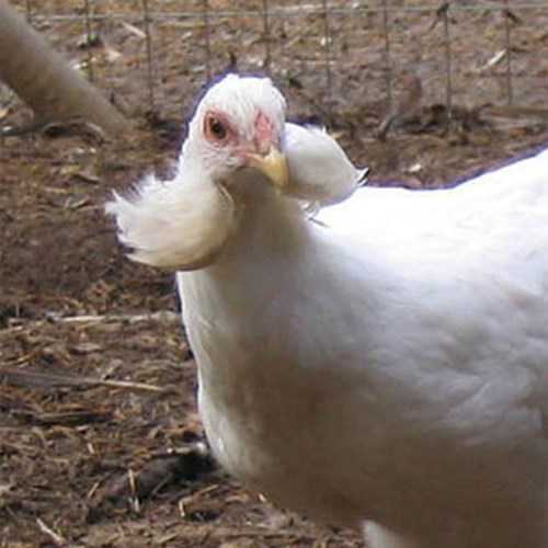 araucana
