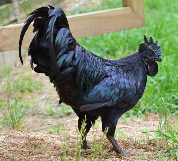Ayam Cemani