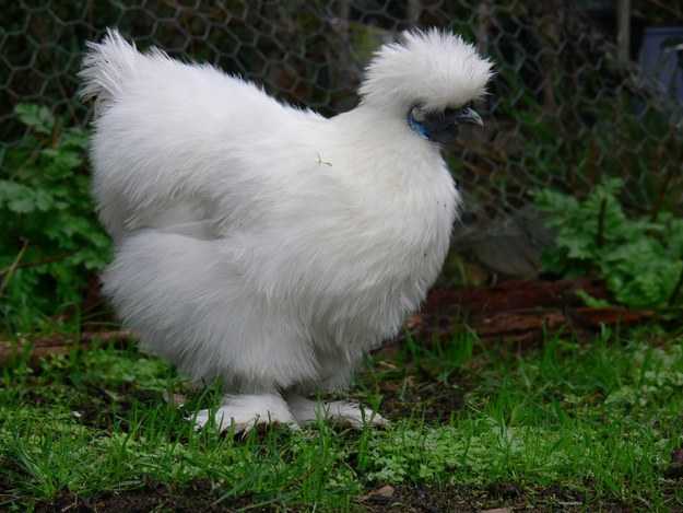 bantam