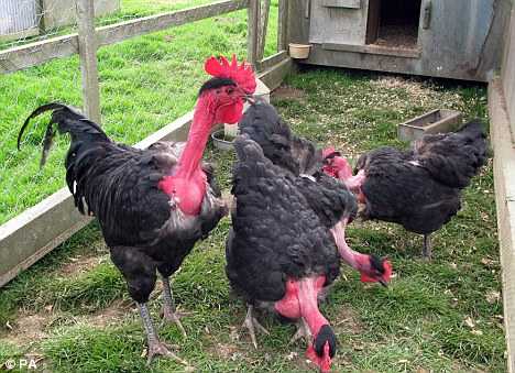 Transylvanian