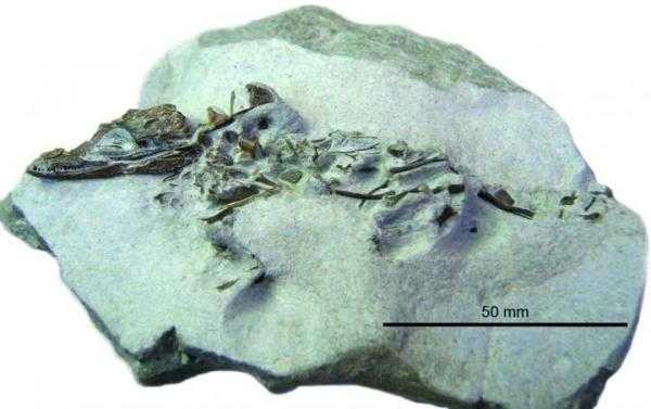 Tiny-crocodile-fossil-may-be-new-species