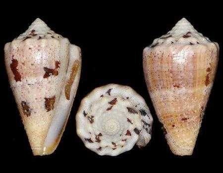 Conus regius