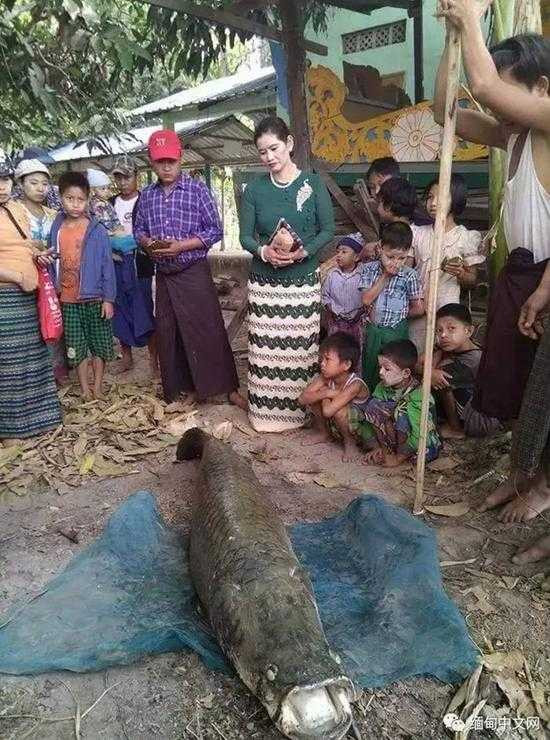 Ca Amazon khong lo trong ao chua - Bắt được cá 3,3 tỷ trong ao