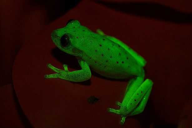 Glow-frog-2
