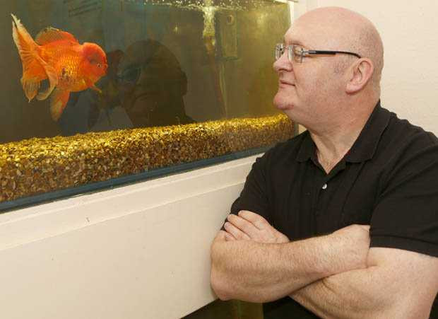 Andy-Green-Britains-biggest-goldfish-871518