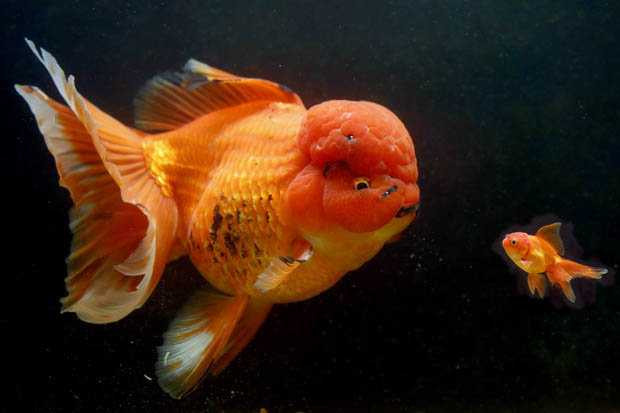 Britains-biggest-goldfish-597732