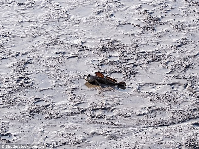 3E5C97CC00000578-4321192-image-a-3_1489744504903