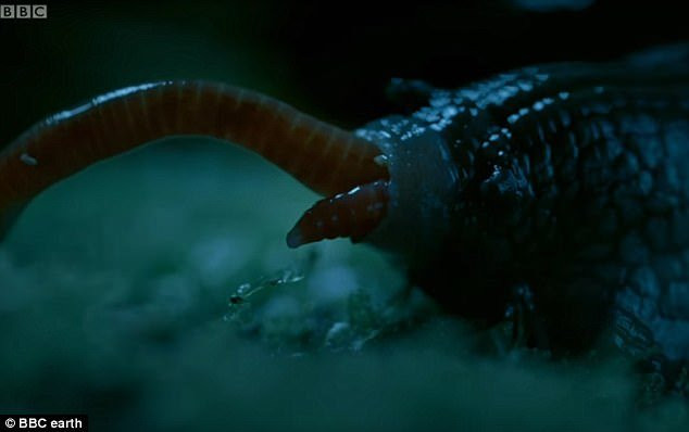 4164DA7000000578-0-image-m-12_1497390283955