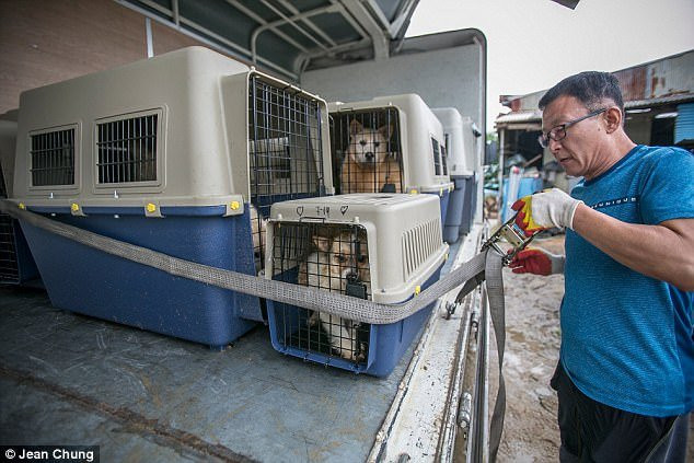 giai-cuu-hon-1000-con-cho-o-han-quoc-vtc-8 8