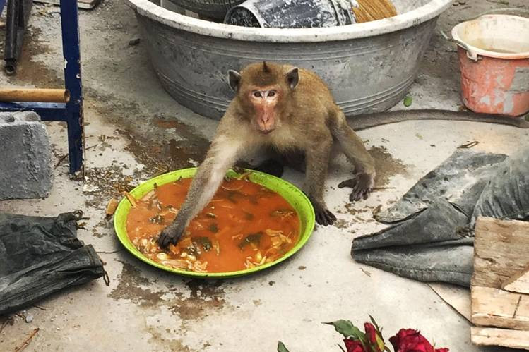 dao-khi-thai-lan-1 3