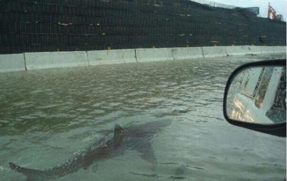 ca-map-boi-trong-nuoc-lu-1