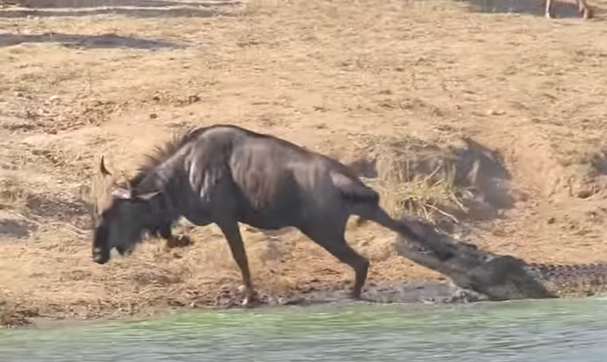 ca-sau-de-rung-ha-ma-1