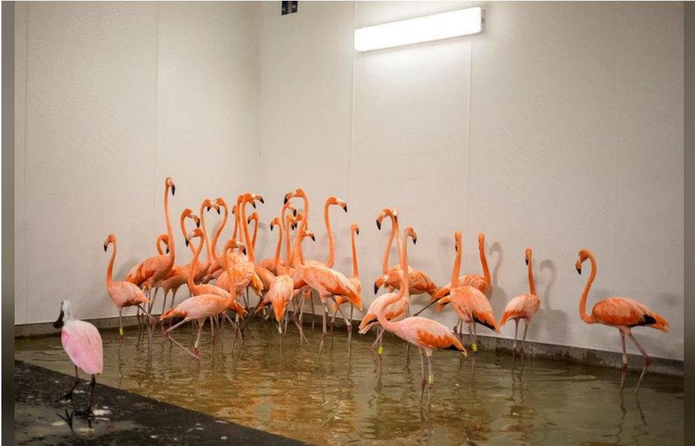 so-tan-dong-vat-sieu-bao-irma-2-1 7