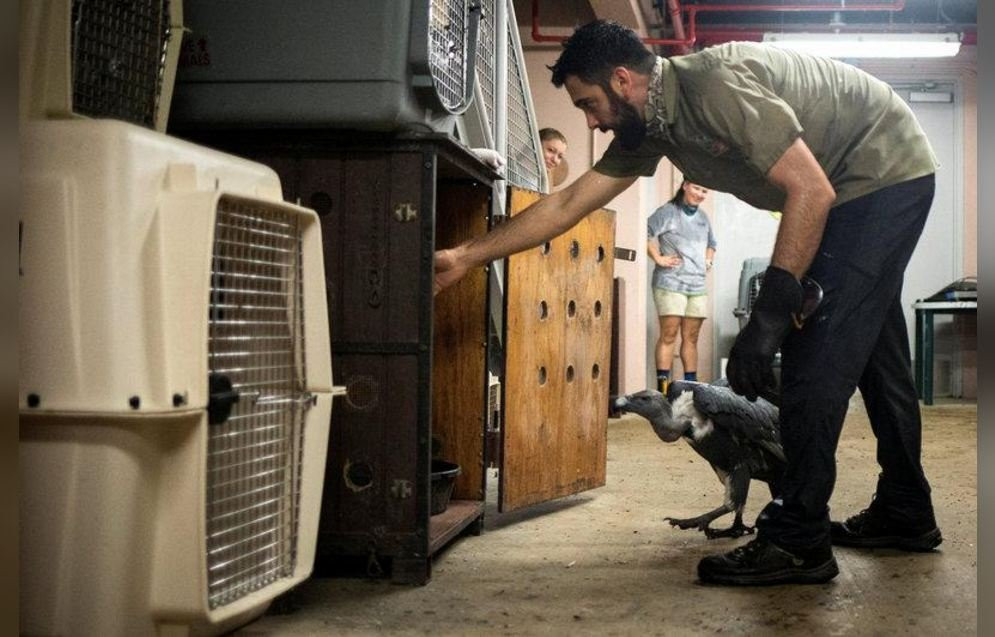 so-tan-dong-vat-sieu-bao-irma-5 6