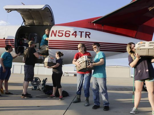 so-tan-dong-vat-sieu-bao-irma-7 3