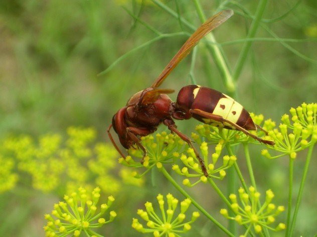 khi-dong-vat-xai-mang-xa-hoi-wifi-dinh-cao-nguoi-con-phai-phuc-Hinh-10 10