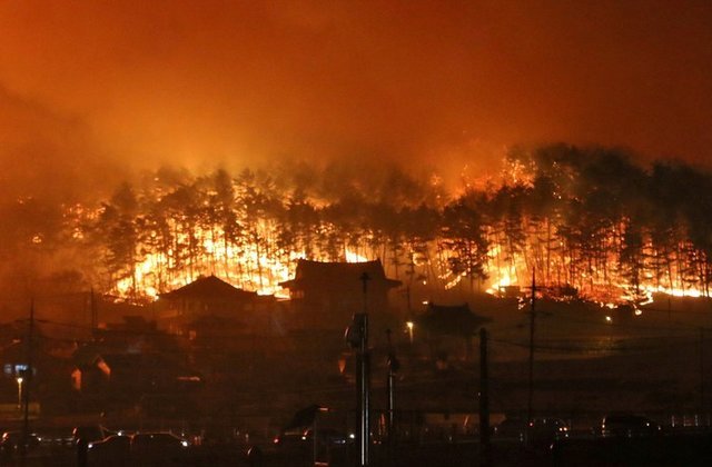 chay-rung-han-quoc-1-1