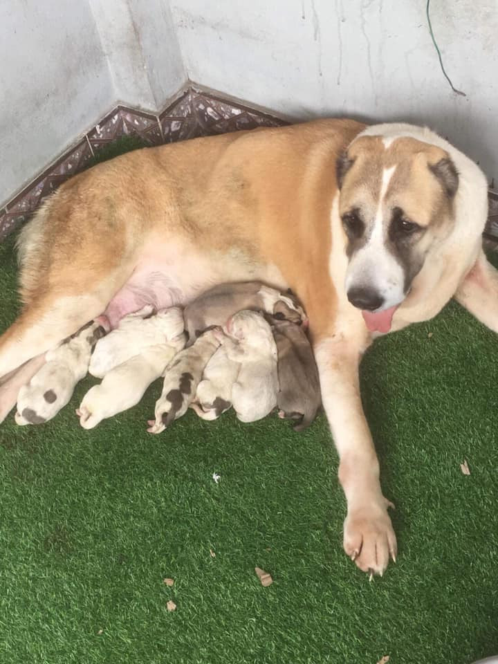 44126080_1377762052360718_4170897450439016448_n