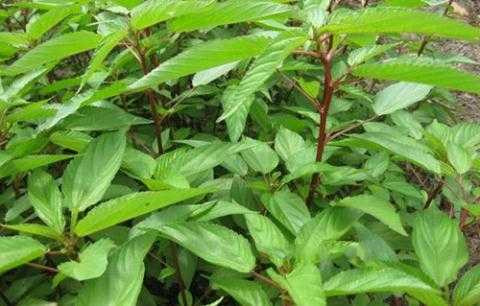 tac-dung-tuyet-voi-cua-rau-day