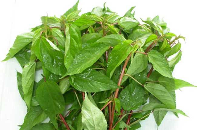 tac-dung-tuyet-voi-cua-rau-day1