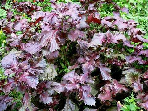 cong-dung-cua-la-tia-to-trong-dieu-tri-benh-gut-01