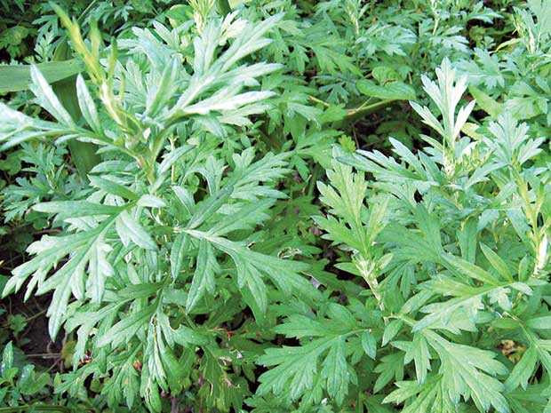 tac-hai-cua-ngai-cuu