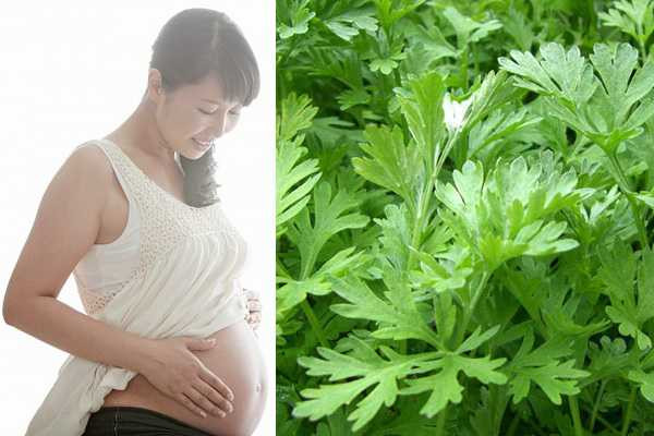 tac-hai-cua-ngai-cuu1